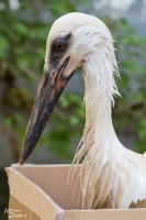 Jungstorch Jungstorch