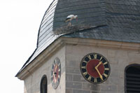 Verwegener Horstbau auf dem Kirchturmdach Verwegener Horstbau auf dem Kirchturmdach